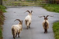 Wild mountain goats, feral three graze on lane