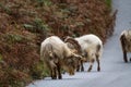 Wild mountain goats, feral three graze on lane