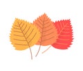 Three color birch leaf on white background