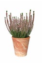 Three color calluna heather pot