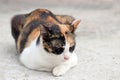 Three color of cat, orange, black with white sleep and close eyes on the concrete ground. Royalty Free Stock Photo