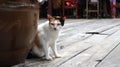 Three color chubby cat lying down on the rustic timber floor