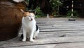 Three color chubby cat lying down on the rustic timber floor