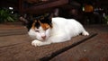 Three color chubby cat lying down on the rustic timber floor
