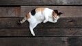 Three color chubby cat lying down on the rustic timber floor