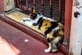 Three color domestic cat laying at the door Royalty Free Stock Photo