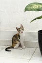 Three color female cat sticking out the tonge