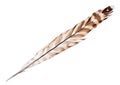 Three color forest bird single feather