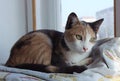 Three-color home young cat is lying on the windowsill. Royalty Free Stock Photo