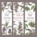 Three color labels with star anise or badiane, liquorice and Digitalis lanata aka woolly foxglove sketch.