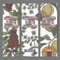 Three color labels with Syrian oregano, sumac and nutmeg sketch.