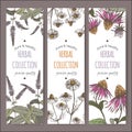 Three color vector herbal labels with peppermint, chamomile and echinacea