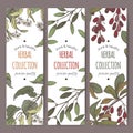 Three color vector tea labels with lime tree, mistletoe and barberry