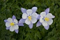 Three Colorado Blue Columbine blooms in Yankee Boy Basin near Ouray, Colorado. Royalty Free Stock Photo