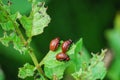 Three Colorado potato beetle larvae - Leptinotarsa decemlineata, eating from the leaf of a potato plant Royalty Free Stock Photo