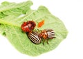 Three Colorado potato beetle on a leaf