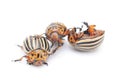 Three colorado potato bug Royalty Free Stock Photo