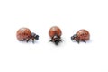 Three Colorado potato bug Royalty Free Stock Photo