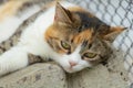 Three colored cat adorable looking at the camera close up Royalty Free Stock Photo