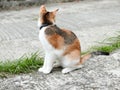 Cat looking for prey Royalty Free Stock Photo