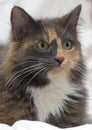 Three-colored cat closeup lies on a light background Royalty Free Stock Photo
