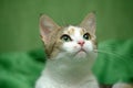 Three-colored cat on a green background Royalty Free Stock Photo