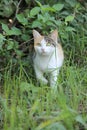 Three-colored cat Royalty Free Stock Photo