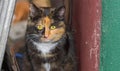 Three colored cat in its street shelter Royalty Free Stock Photo