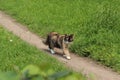 Three-colored cat resolutely walks along a path among green grass Royalty Free Stock Photo