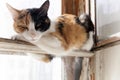 Three-colored cat rest and lies on the window. White background. Royalty Free Stock Photo