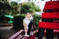 Three colored cat sitting on a bench Royalty Free Stock Photo