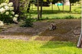 three colored cat sitting on concrete Royalty Free Stock Photo