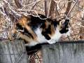 Three-colored cat sitting on wooden fence with barbed wire. Fat pet hiding among naked branches. Royalty Free Stock Photo