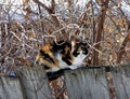 Three-colored cat sitting on wooden fence with barbed wire. Royalty Free Stock Photo