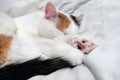 A three-colored cat sleeps in bed. Sleepy white cat