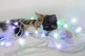 Three-colored cat sleeps in a New Year`s garland. White, red, black Royalty Free Stock Photo