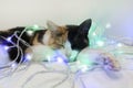 Three-colored cat sleeps in a New Year`s garland. White, red, black Royalty Free Stock Photo