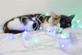 Three-colored cat sleeps in a New Year& x27;s garland. White, red, black Royalty Free Stock Photo