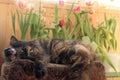 A three-colored dark cat lies on an ottoman on the balcony in the sun against a background of tulips