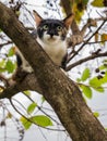 Kitten Escape Another Cat up The Tree Royalty Free Stock Photo