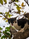 Kitten Escape Another Cat up The Tree Royalty Free Stock Photo