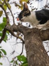 Kitten Escape Another Cat up The Tree Royalty Free Stock Photo