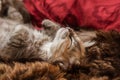 A three colored kitten sleeping on a fur blanket