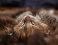 A three colored kitten sleeping on a fur blanket