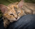 A three colored kitten sleeping on a fur blanket