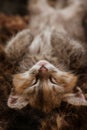 A three colored kitten sleeping on a fur blanket