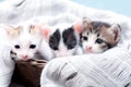 Three colored kittens in a brown wicker basket and soft white fabric Royalty Free Stock Photo