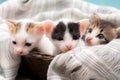 Three colored kittens in a brown wicker basket and soft white fabric Royalty Free Stock Photo