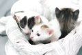 Three colored kittens in a brown wicker basket and soft white fabric Royalty Free Stock Photo