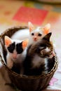 Three colored kittens in a brown wicker basket Royalty Free Stock Photo